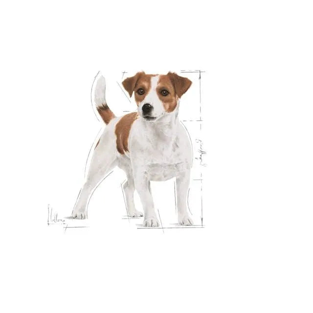 Royal Canin Mini Adult Pouch | 12x85g