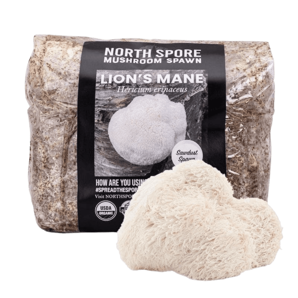 Organic Lion's Mane Mushroom Sawdust Spawn