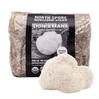Organic Lion's Mane Mushroom Sawdust Spawn
