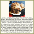 Systemic Enzyme Formula for Dogs
