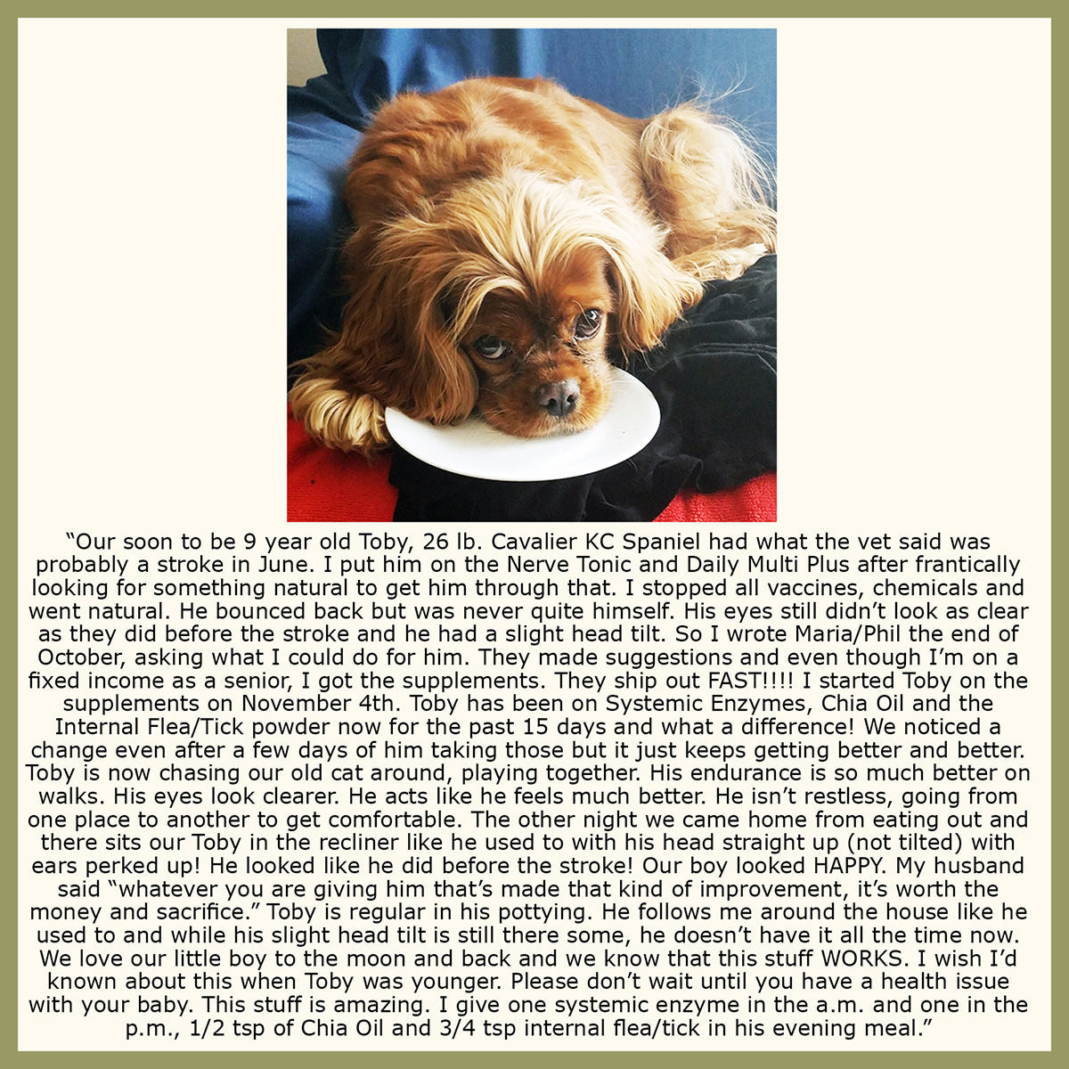 Systemic Enzyme Formula for Dogs