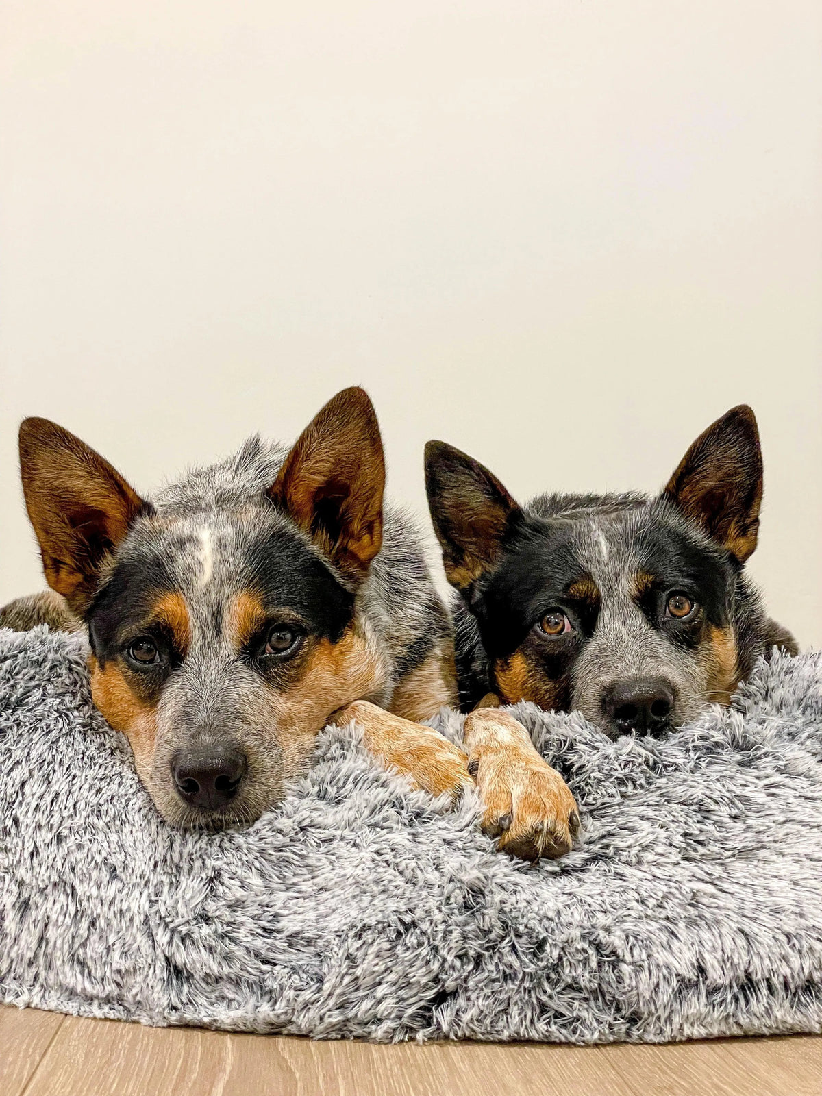 Premium Calming Pet Bed with Removable Cover