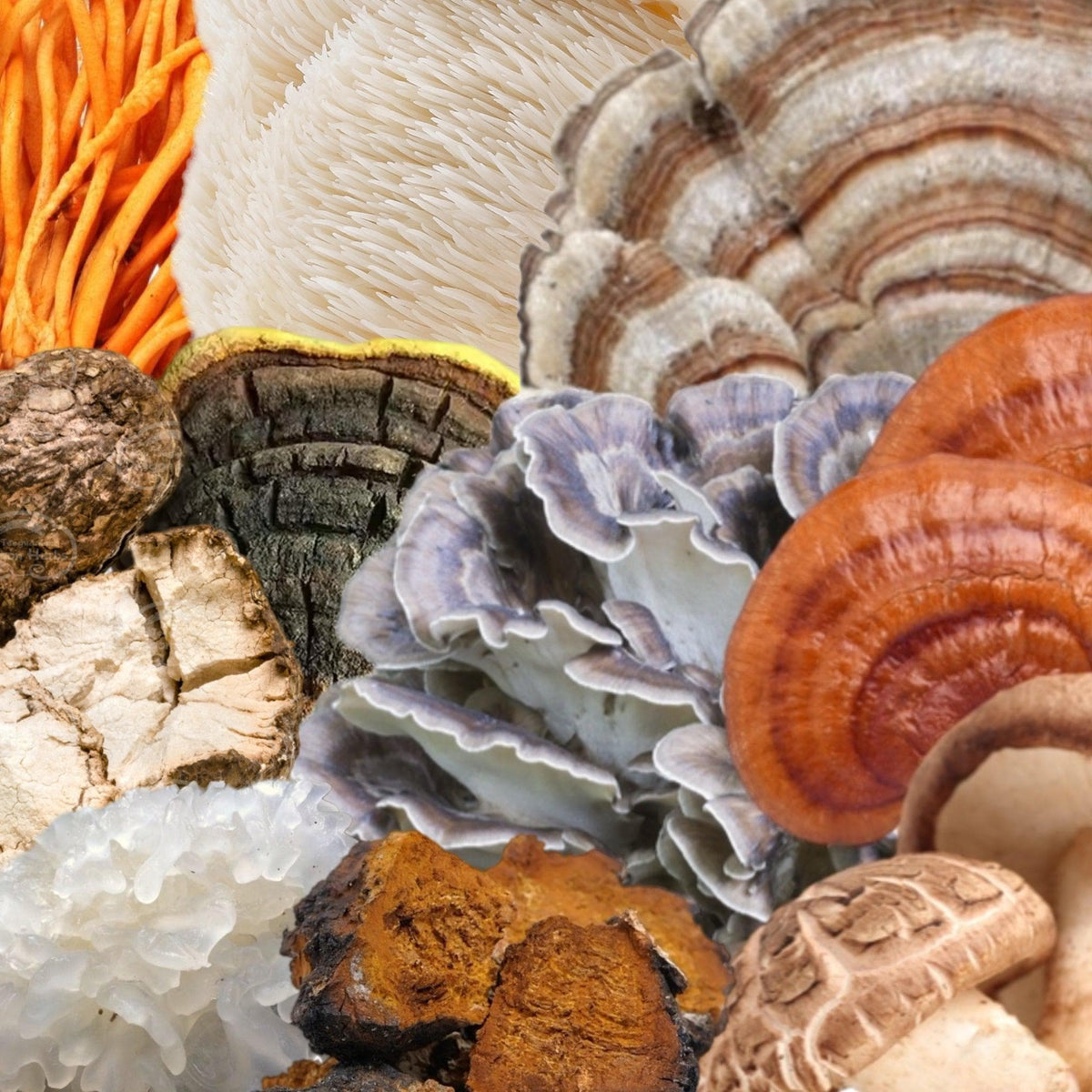 Organic 'Spectrum 10' Mushroom Capsules (High Potency)