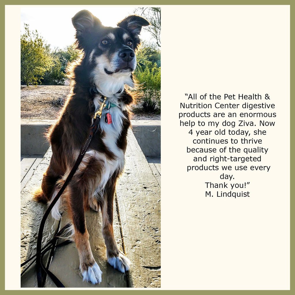 Digestive Enzymes and Probiotics for Dogs and Cats