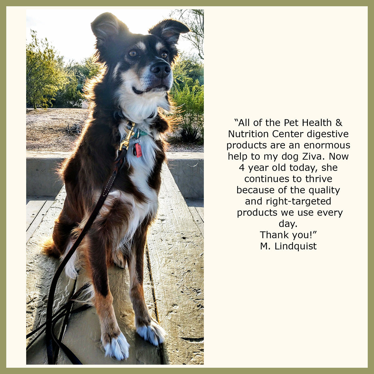 Digestive Enzymes and Probiotics for Dogs and Cats